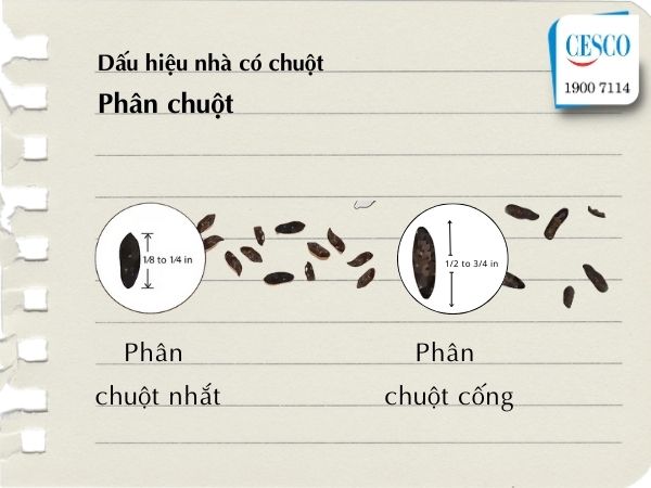 làm sao biết có chuột tròng nhà thông qua dáu hiệu có phân chuột