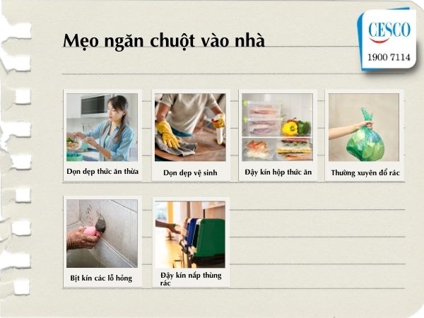 các mẹo ngăn chuột vào nhà từ cty cesco