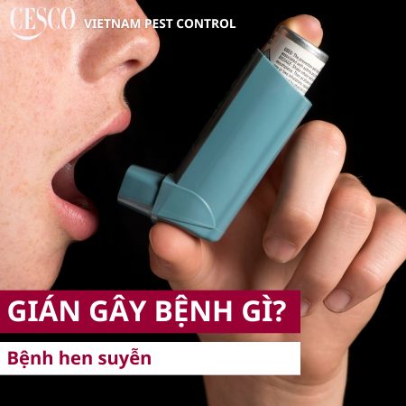 gián lây truyền bệnh hen suyễn nguy hiểm cho người là một trong những bệnh do gián gây r