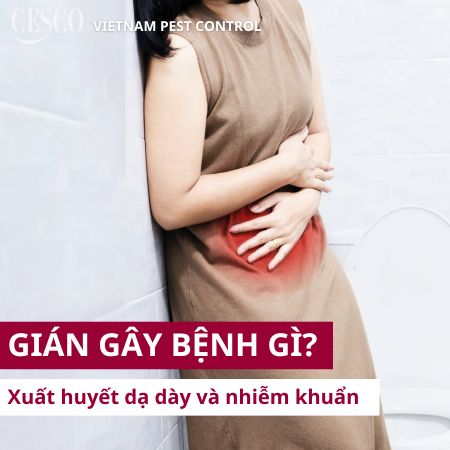 bệnh xuất huyết dạ dày có thể do gián gây ra vì bị nhiễm khuẩn từ gián