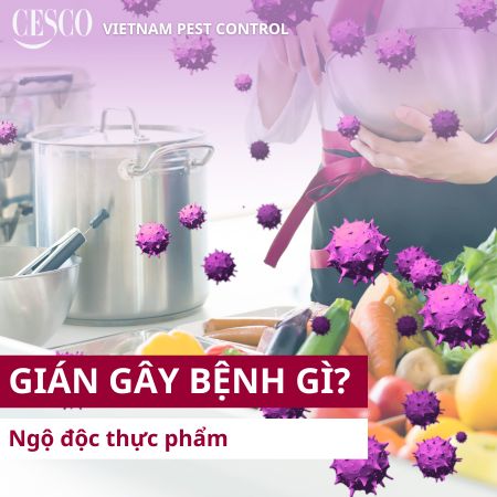 gián có gây bệnh ngộ độc thực phẩm không? gián gây bệnh bằng cách nào