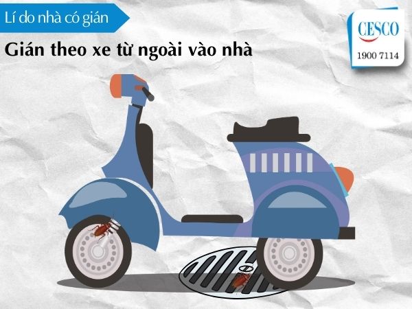 vì sao nhà nhiều gián, lí do nhà có gián do gián theo xe từ bên ngoài vào nhà