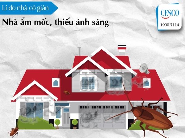 vì sao nhà nhiều gián, lí do nhà có gián do trong nhà ẩm mốc, không có ánh sáng