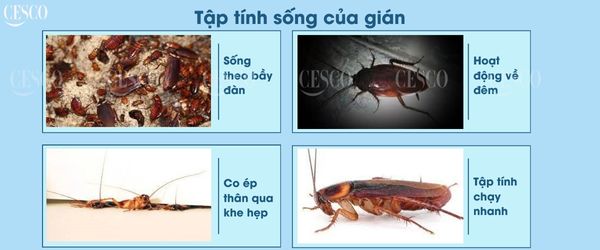 gián đức và gián mỹ có tập tính giống nhau, khó phân biệt giữa gián mỹ và gián đức qua tập tính