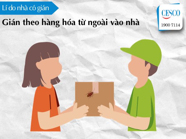 vì sao nhà nhiều gián, lí do nhà có gián do gián thông qua hàng hóa bò vào nhà