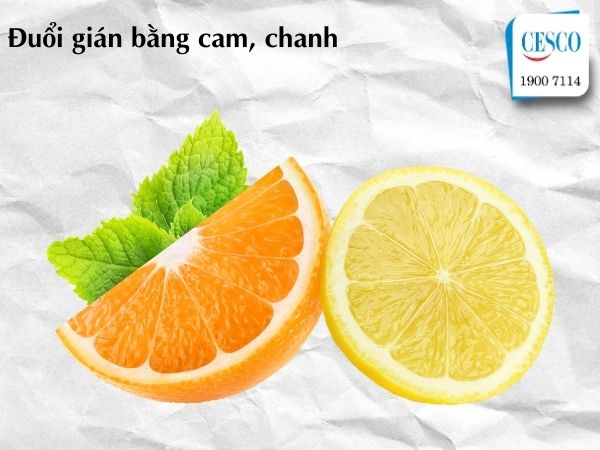 vì sao nhà nhiều gián, làm sao để nhà không có gián, cách đuổi gián bằng cam, chanh