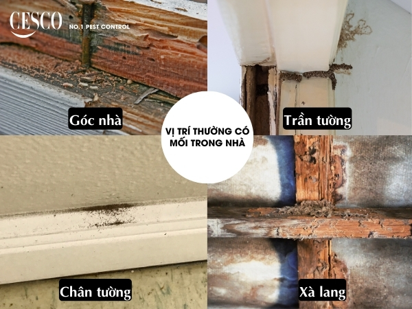 cách nhận biết có mối trong nhà; các vị trí có mối trong nhà ở đâu