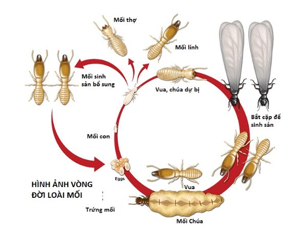 Vòng đời của mối và các giai đoạn phát triển quan trọng