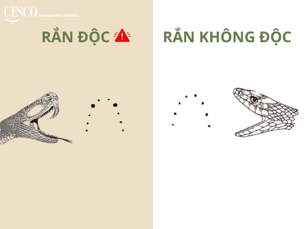 cách phân biệt rắn độc và rắn không độc qua vết cắn của rắn